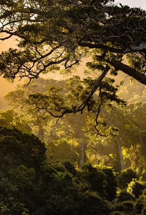 Woodland.jpg Better packaging and eco-friendly gift ideas