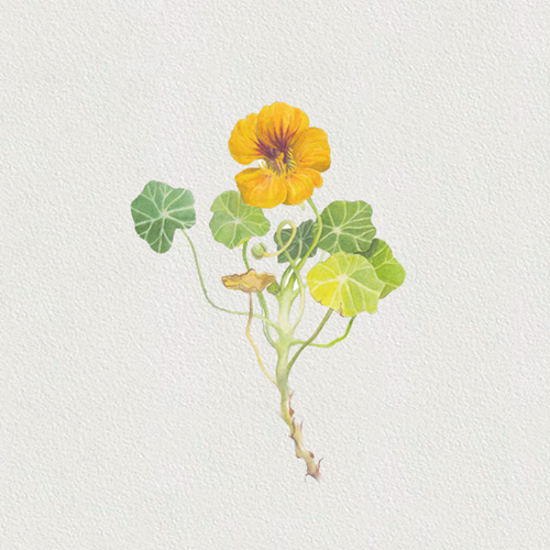 Nasturtium