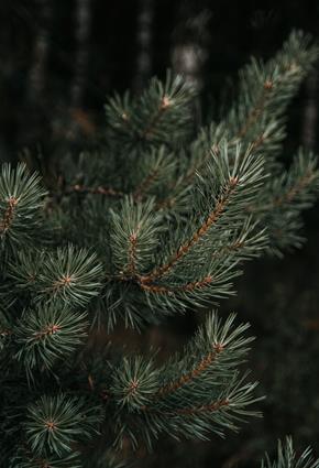 Christmas Tree.jpg Seedlip Gift Guide