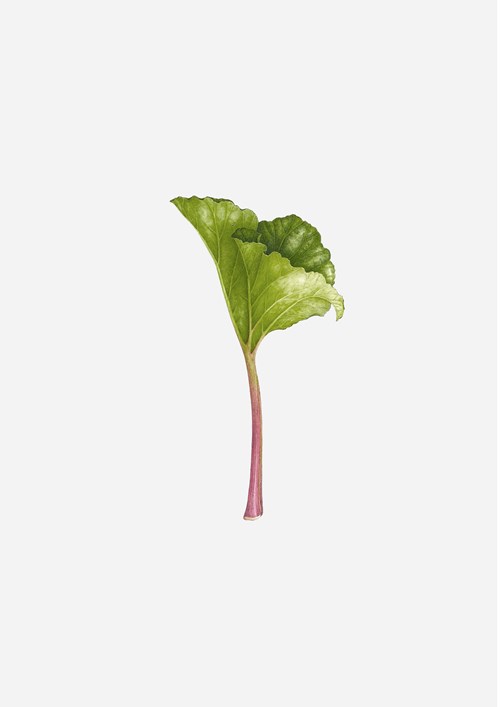 Rhubarb Illustration