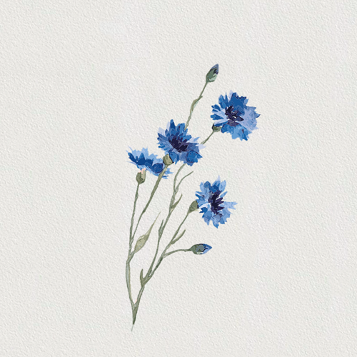 Cornflower