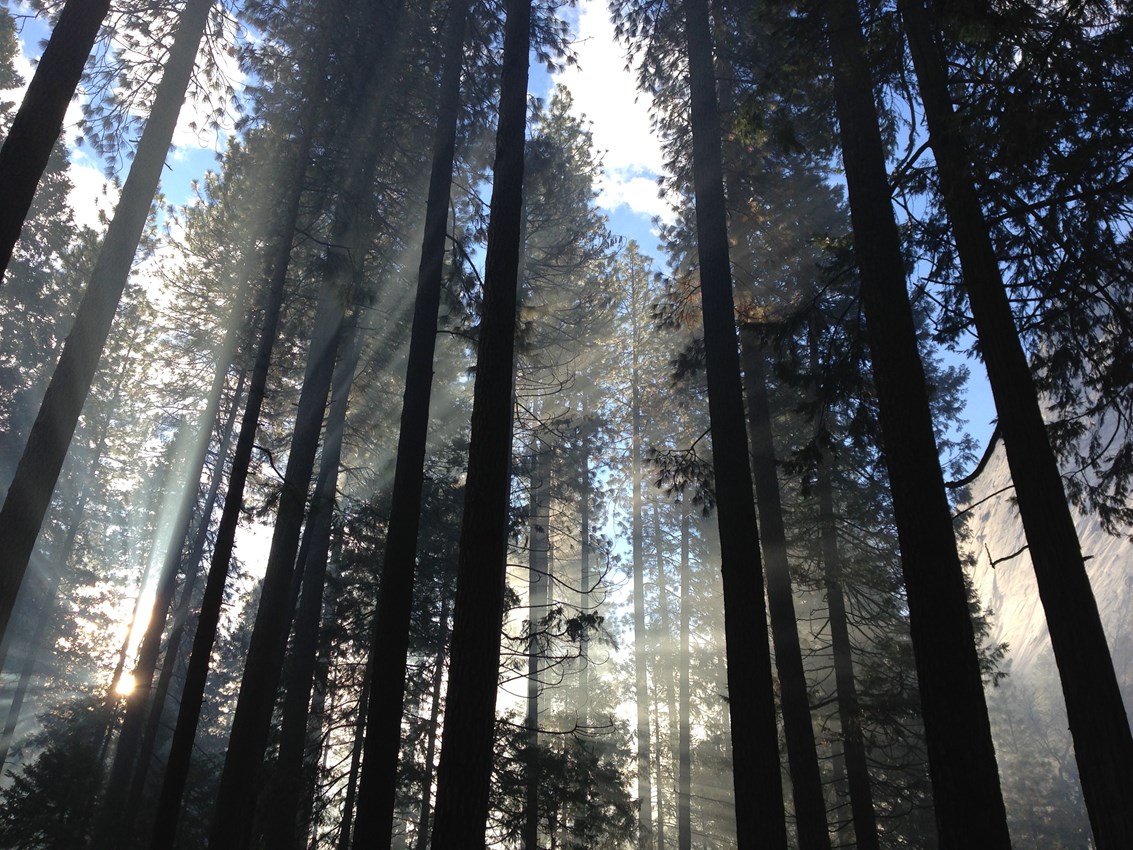 Trees in woodland.jpg