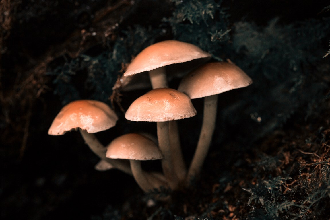 Mycelium 101 | What is Mycelium and how can it solve the issue of ...