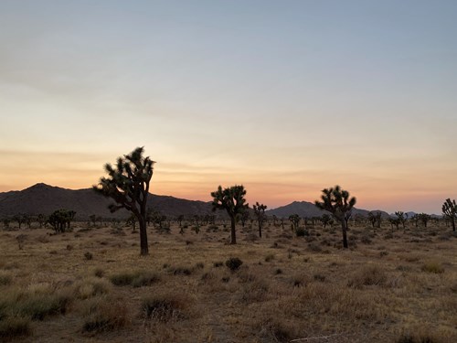 Joshua Tree