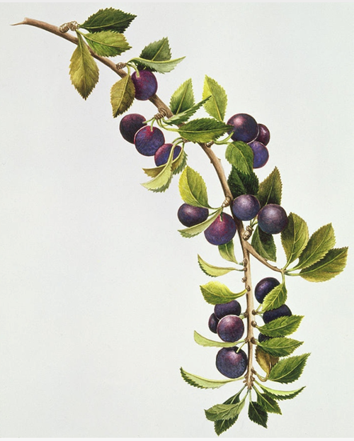 Plum Illustration