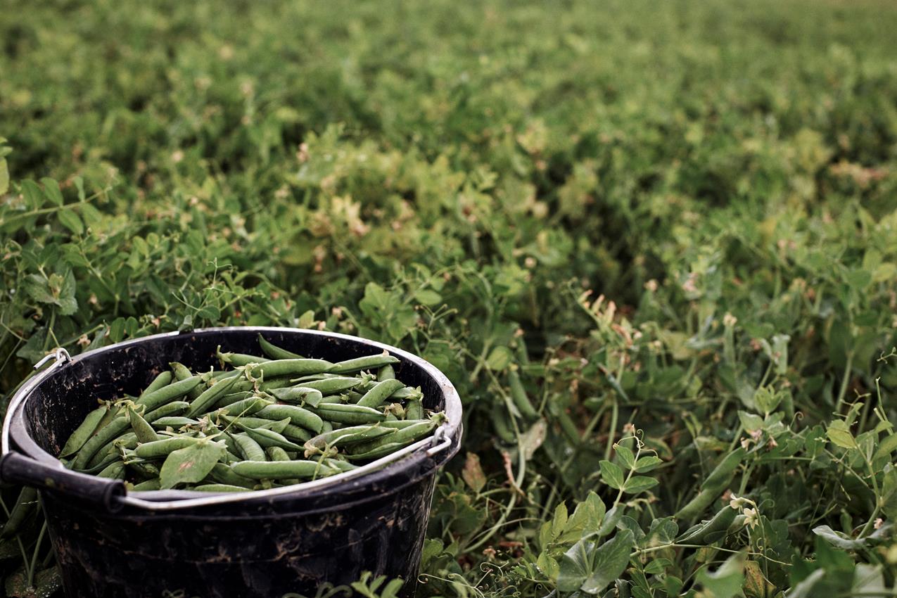 Peas Brian Whar 3