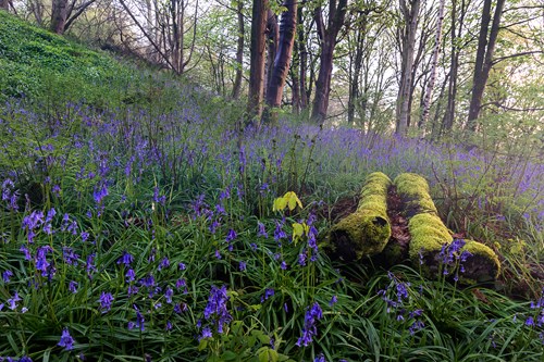 Bluebells - Hackfall Wood