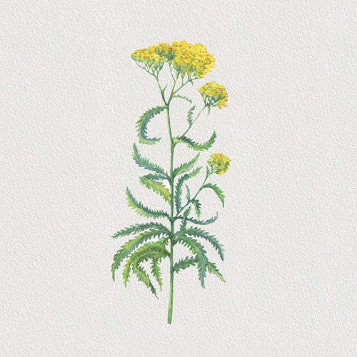 Yarrow