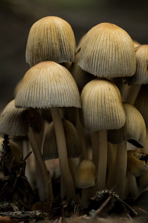 What's Mycelium And Why You Should Know