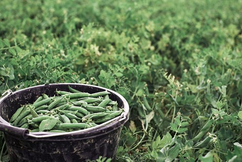 Bucket Peas