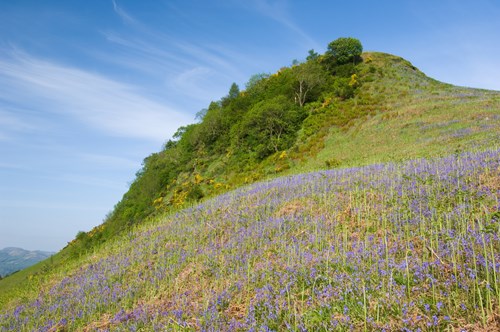 Bluebells - Glen Finglas