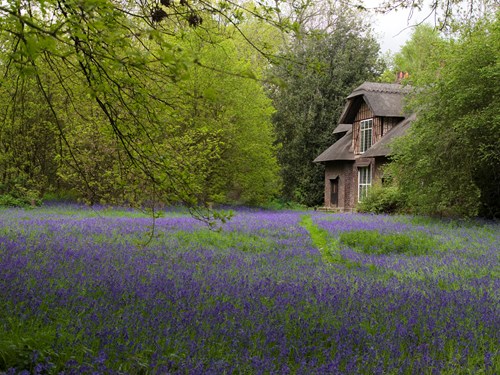 Bluebells Kew Gardens