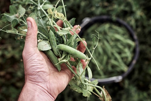 Handful of Peas