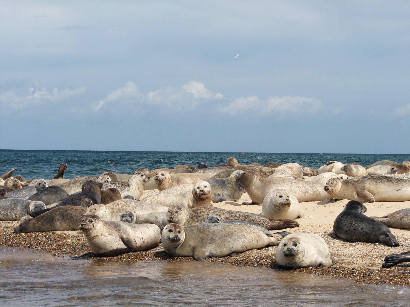 Seals At Blakeney Point