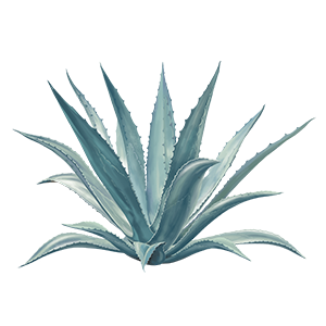 Ndg Ingredient Agave 300X300