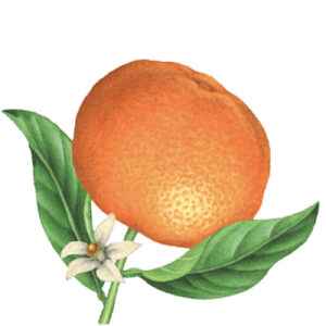 Seedlip Ingredient Oranfe