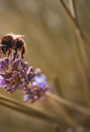Pollinator bee on lavender.jpg