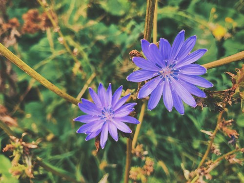 Chicory